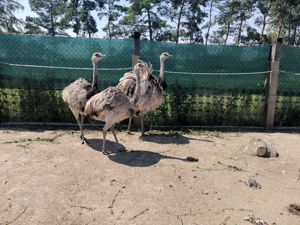 Nandu Gruppe 3 Jungtiere   Subadult von 2022