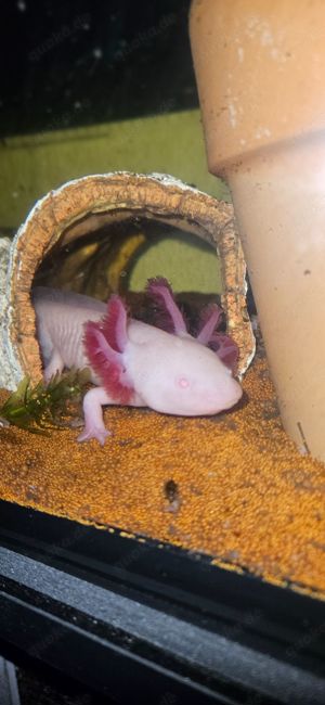 Axolotl , geb Januar 23