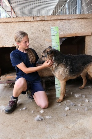 Nestor, z.Zt. in Ungarn, sanfter Riese sucht Zuneigung Bild 7