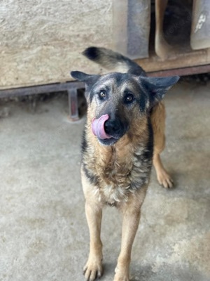 Nestor, z.Zt. in Ungarn, sanfter Riese sucht Zuneigung