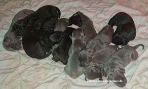 Cane Corso Italiano Saupackerwelpen Blue Line