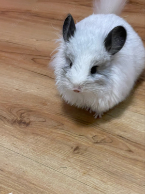 chinchilla weibchen angora RPA ebony mittel und ebony weiss schecke