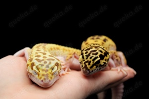Gruppe 1.2 Leopardgeckos Tremper Albino Combos