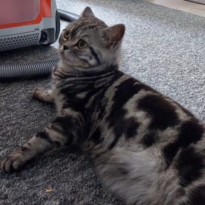 Deckkater  Bars Bild 2