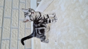 BKH silver tabby Kitten Katze mit Stammbaum whiskas 