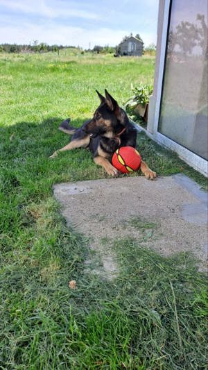 Moni, 2,5 J., sehr artig und wohlerzogen Bild 8