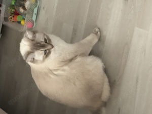 Britisch Kurzhaar Katzen 2 Jahre alt 
