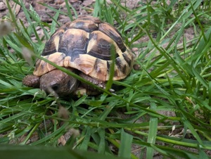 Griechische Landschildkröten