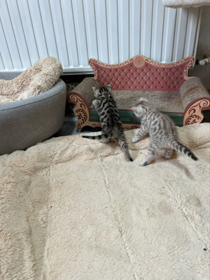 Reinrassige Bengal Katzenbaby , Kitten , entwurmt und geimpft 