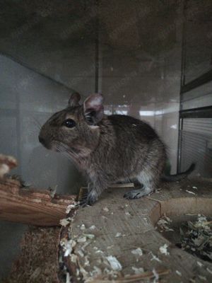 Degu Dame sucht Anschluss 