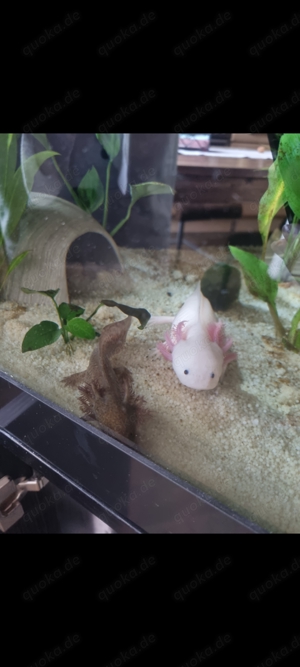 Verkaufe meine zwei Axolotl mit oder ohne Aquarium 