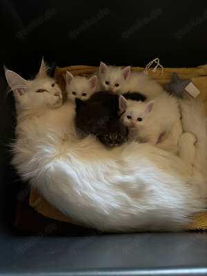 Maincoon kitten