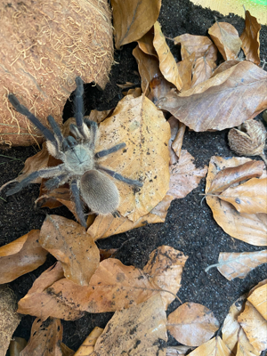 Monocentropus balfouri vogel spinne 