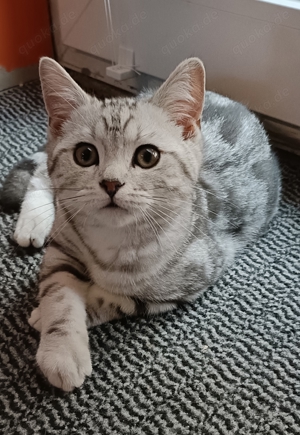 BKH Tabby Cl. Kater ( ab sofort)