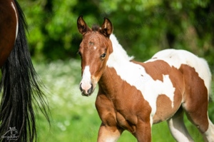 Traumhaftes Paint Horse Stute Fohlen APHA