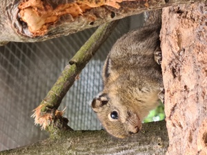 Chinesische Baumstreifenhörnchen 