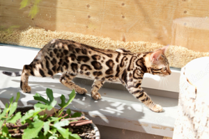 Süße Bengal Katze mit Zuchtfreigabe