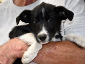 Celio sucht sein Zuhause (noch auf Sardinien)