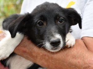 Caio sucht sein Zuhause (noch auf Sardinien)