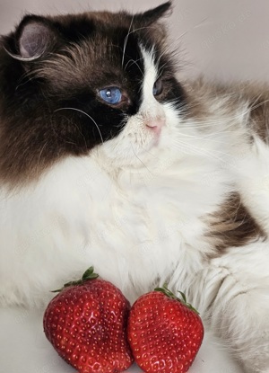 Ragdoll Deckkater mit Stammbaum. Champion Bild 4