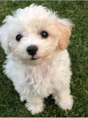 Die coolsten Poochon's (ähnlich Maltipoo) suchen noch nach ihrem perfekten Zuhause 