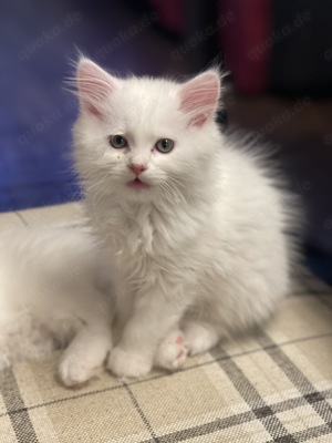 Türkische Angora mix 