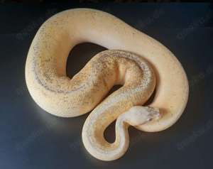 0.1 Calico Fire Pinstripe Super Pastel...