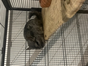 4 Chinchilla Damen aus Beruflichen Gründen zu Verkaufen