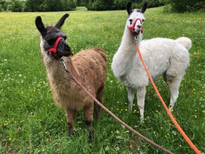 Lama Hengst zu verkaufen