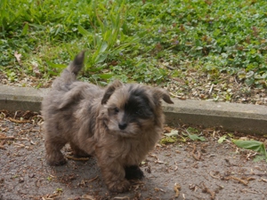 Bolonka-Pudel (Doodle, Bollipoo) Welpen in traumhaften einzigartigen Farben. Bild 5