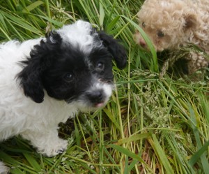 Bolonka-Pudel (Doodle, Bollipoo) Welpen in traumhaften einzigartigen Farben. Bild 10