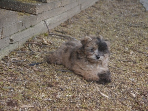 Bolonka-Pudel (Doodle, Bollipoo) Welpen in traumhaften einzigartigen Farben. Bild 3