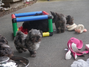 Bolonka-Pudel (Doodle, Bollipoo) Welpen in traumhaften einzigartigen Farben. Bild 6