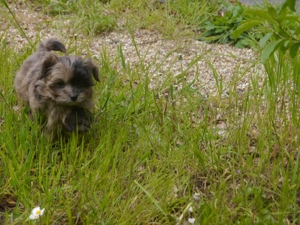 Bolonka-Pudel (Doodle, Bollipoo) Welpen in traumhaften einzigartigen Farben. Bild 2
