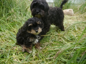 Bolonka-Pudel (Doodle, Bollipoo) Welpen in traumhaften einzigartigen Farben. Bild 8