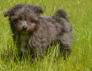 Bolonka-Pudel (Doodle, Bollipoo) Welpen in traumhaften einzigartigen Farben.