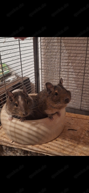 2 Degu Jungs