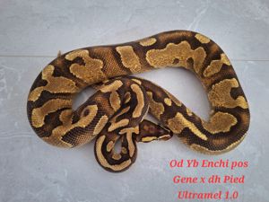 OD Yb Enchi pos Gene X dh Pied Ultramel 1.0 Bild 5