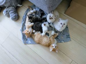 Sibirische Kitten, Neva Masquarade, Sibirische Waldkatzen, Langhaar, Katzenbabys, Babykatzen