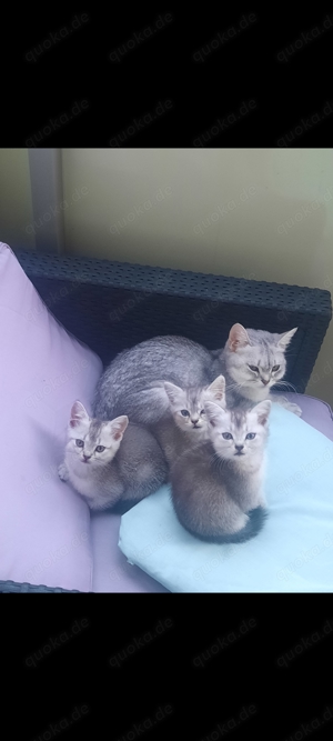 Süsse Baby Katzen suchen ein Zuhause