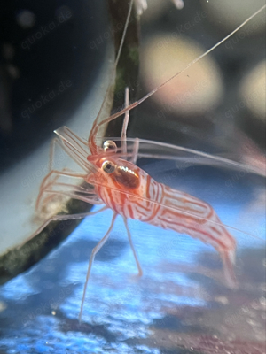 Garnele L. wurdemanni, DNZ frißt Glasrosen