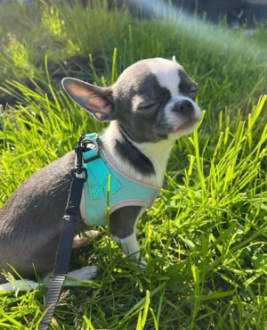 Deckrüde-Chihuahua Blue mit Weißen Abzeichen  !!kein verkauf!! Bild 3