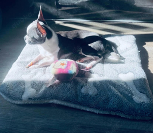 Deckrüde-Chihuahua Blue mit Weißen Abzeichen  !!kein verkauf!! Bild 5