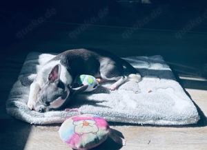 Deckrüde-Chihuahua Blue mit Weißen Abzeichen  !!kein verkauf!! Bild 4