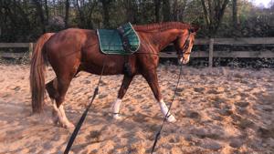 Pferd sucht neuen Mörchengeber