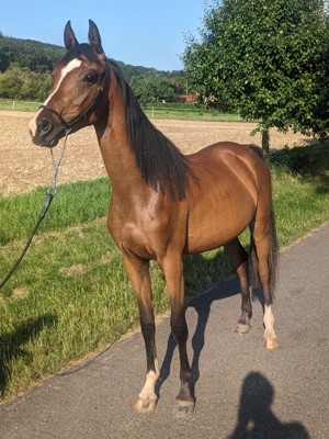 Stute Araber Mix   Partbred Araber   Reitpony Mix