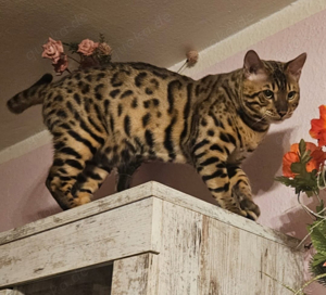 Deckkater bengal 