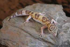 Leopardgecko Super Giant 0.1 