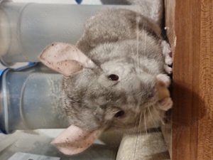 Chinchilla Böckchen 3 Jahre alt sucht neues zuhause