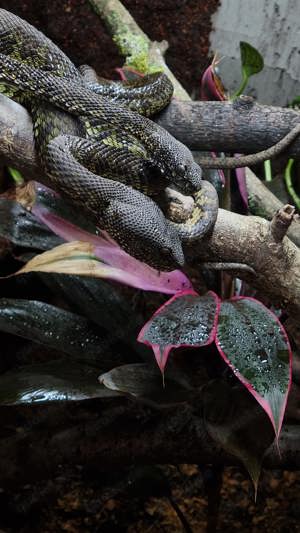 1.1 Trimeresurus purpureomaculatus DNZ 2021